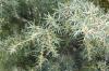 Juniperus communis